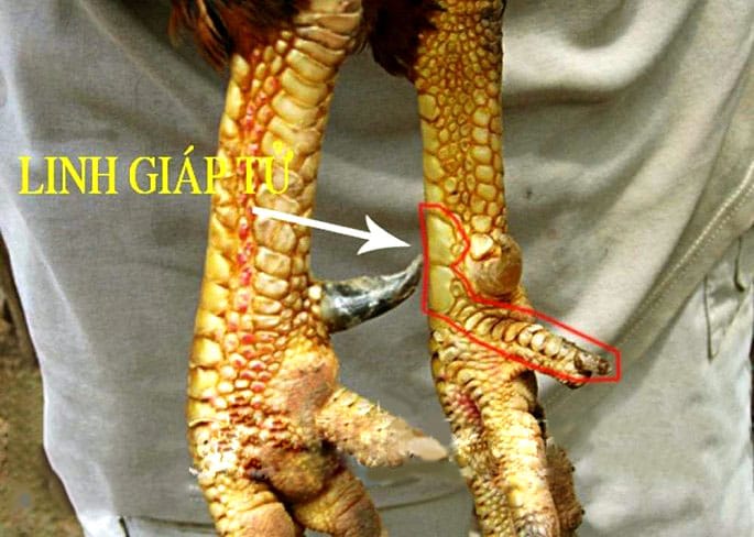 Cách xem chân gà đá cựa sắt