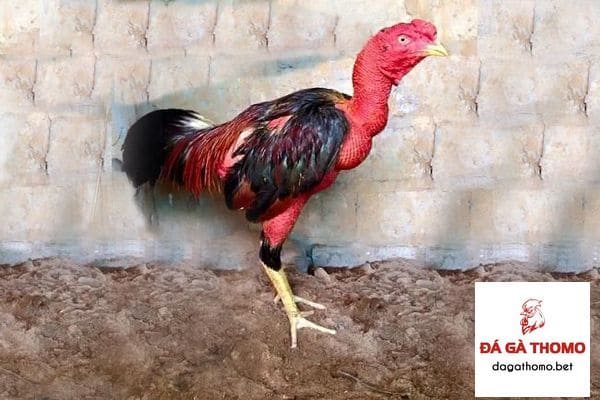 nguyên nhân khiến gà bị chướng diều ăn không tiêu