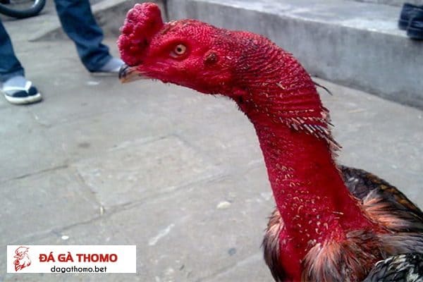 thuốc om cho gà chọi đỏ đẹp