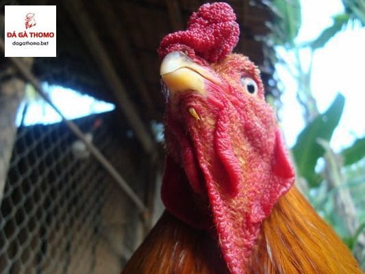 Gà bị ké bầu diều
