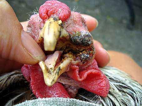 Thuốc bôi thủy đậu màu trắng cho gà