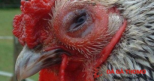 bệnh đau mắt ở gà
