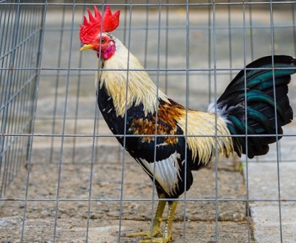 cách làm cho gà tre dạn