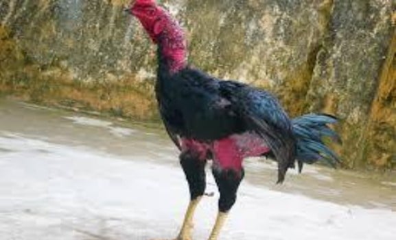 cách làm gà chọi hăng