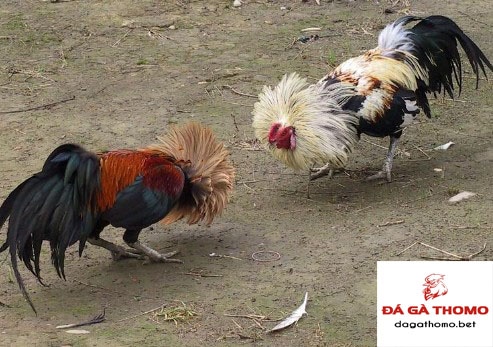 Cách nuôi gà đá cựa sắt