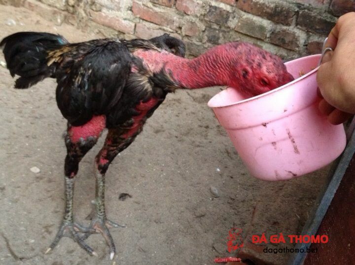 cho gà ăn gì trước khi đá