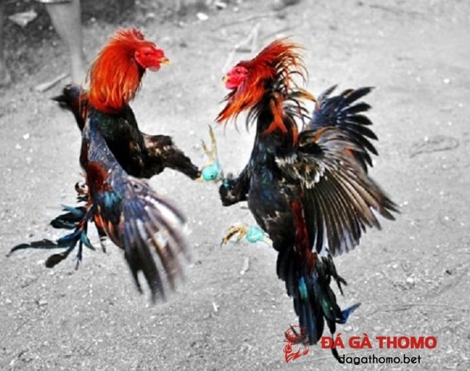 chơi gà Thái Lan Cựa Sắt