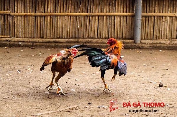 đá gà cựa sắt ở Việt Nam