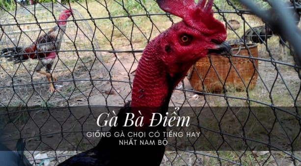 Giống gà bà điểm
