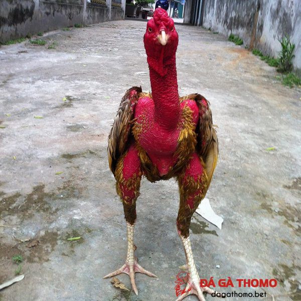 gà chọi hay nhất hiện nay