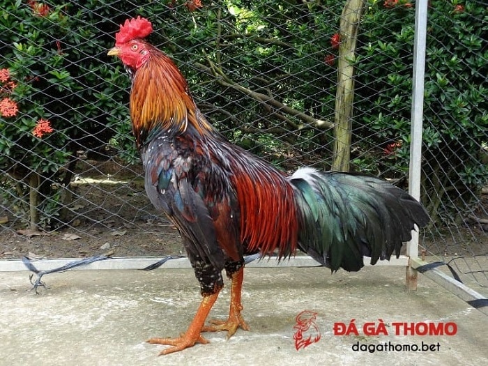 gà nòi đá tiền lớn