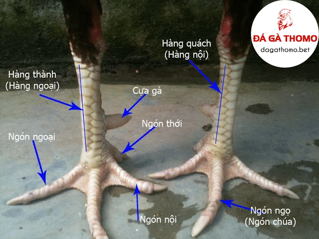 bộ vảy gá giáp đá cựa sắt giỏi