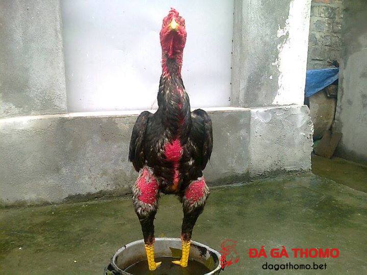 tuyệt chiêu làm nước ngâm chân cho gà chọi