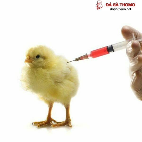 cách sử dụng kháng sinh tổng hợp cho gà