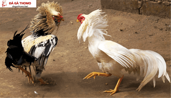 B1 có tác dụng gì cho gà