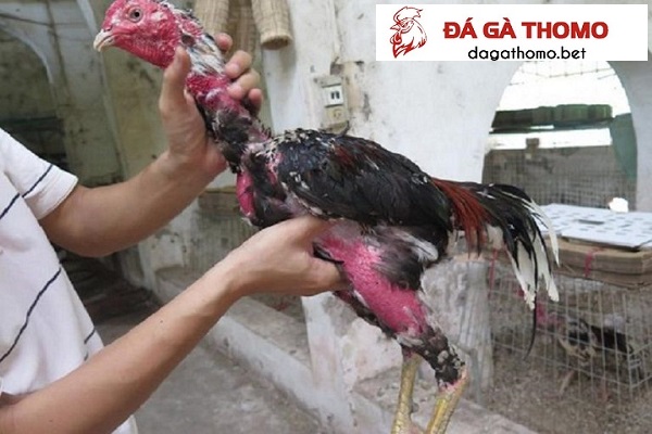 Hiểu về các loại cần cổ giúp mỗi người có cách làm cổ gà chọi to đúng đắn