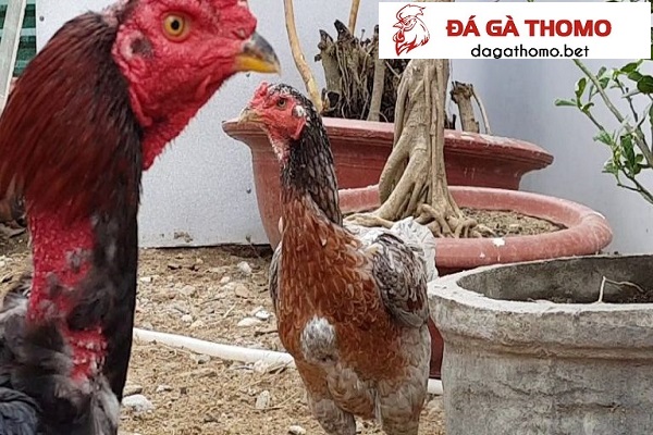 Cách ghép gà trống mái