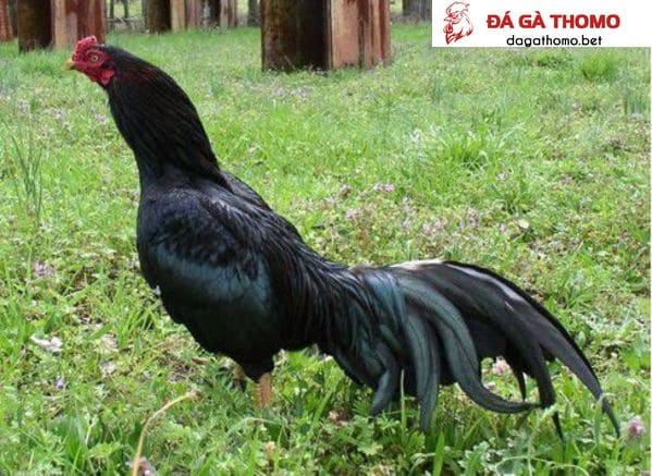 gà Jap đá cựa tròn