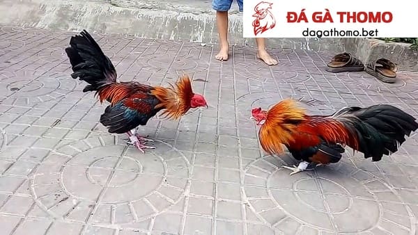 cách thả gà đá cựa sắt
