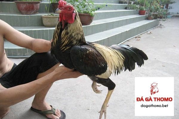 Học cách làm máy tập chạy cho gà để tăng thể lực cho chiến kê