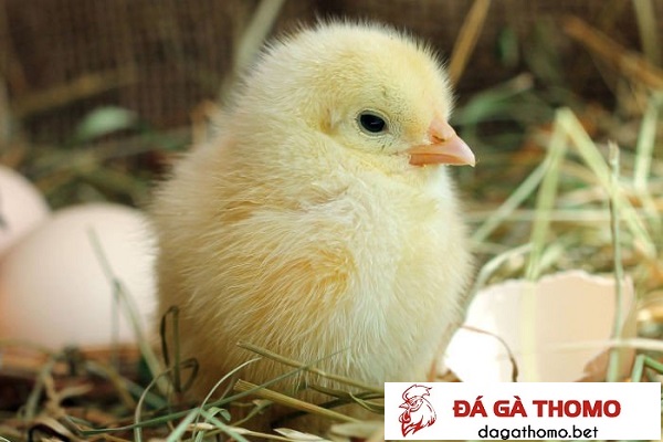 Cách chăm sóc gà con hiệu quả cần chú ý tới thức ăn phù hợp