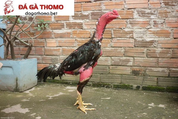 thuốc trị tiêu chảy cho gà