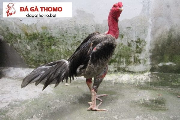 Xám Thần được biết tới là gà chọi nổi tiếng nhất việt nam