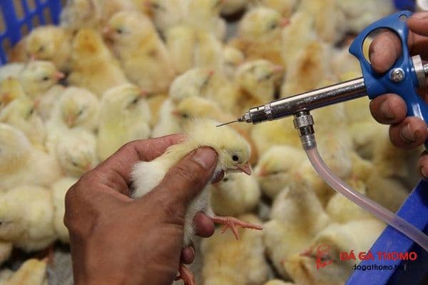 bảng giá vacxin cho gà
