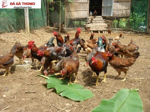 cách nuôi gà thả vườn mau lớn