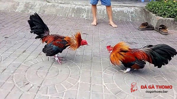 cách nuôi gà tre đá có lực