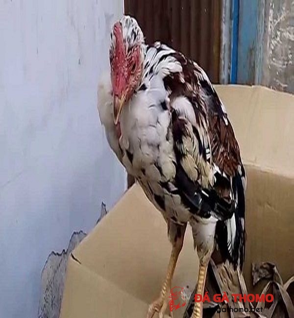 gà bị khò khè cho uống thuốc gì