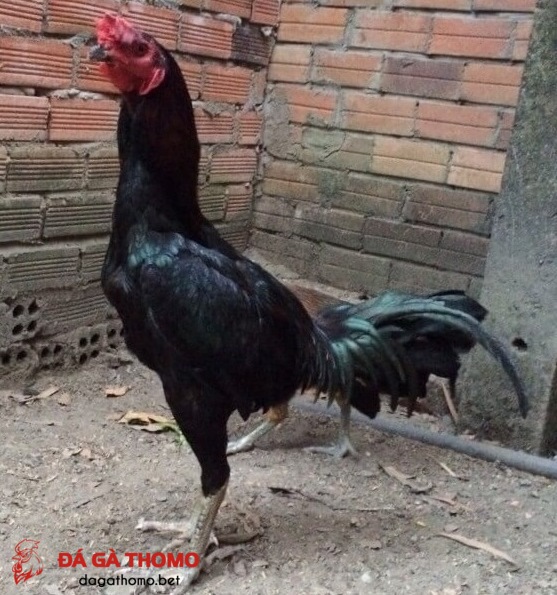 gà jap là gì