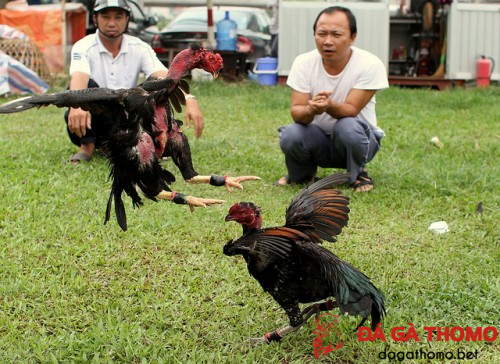 Tập quần gà