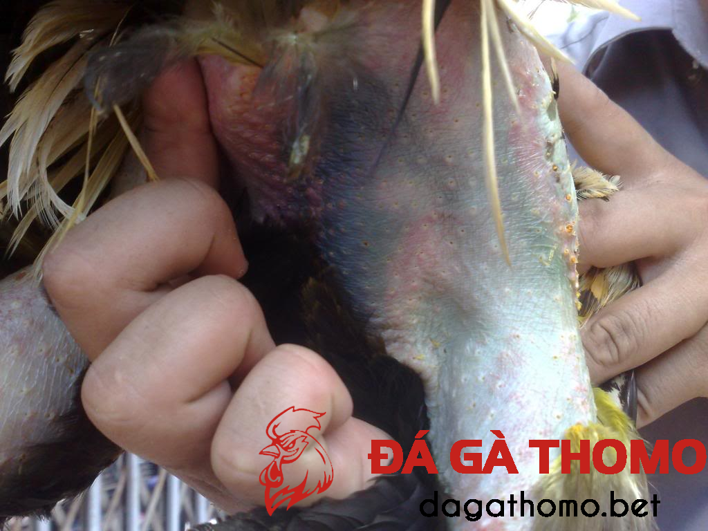 Gà bị tụ máu bầm