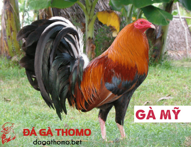 giống gà đá hay nhất hiện nay