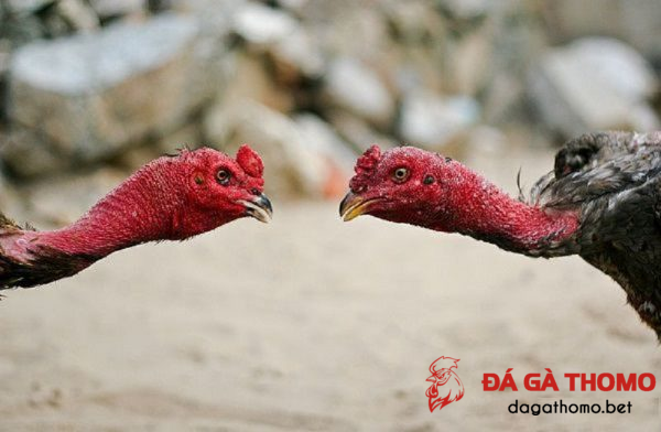 Các kỳ vần của gà