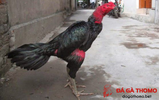 giống gà chọi ở đâu hay nhất