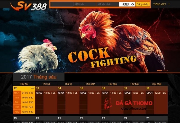 trường gà út tráng ở Campuchia