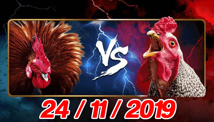 Xem đá gà cựa sắt trực tiếp bồ casino 999 ngày 24/11/2019