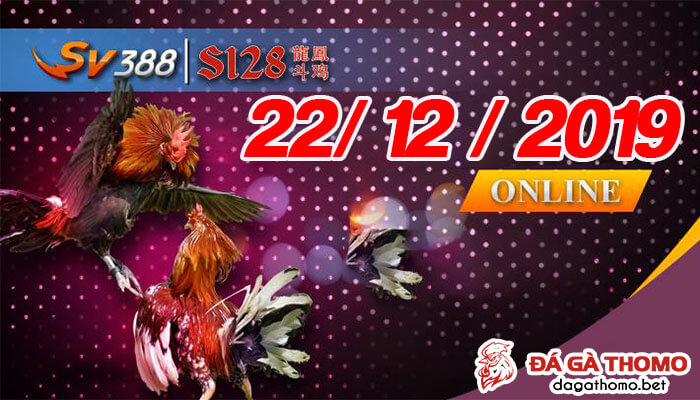 Xem đá gà cựa dao trực tiếp từ trường gà Philipines ngày 22/12/2019