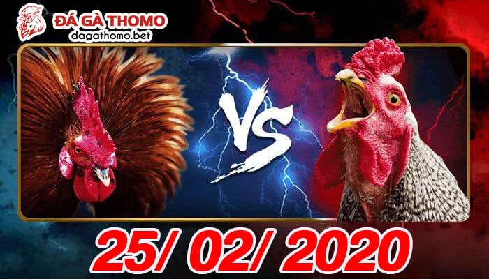 Coi đá gà Campuchia trực tiếp thứ 3 ngày 25/02/2020
