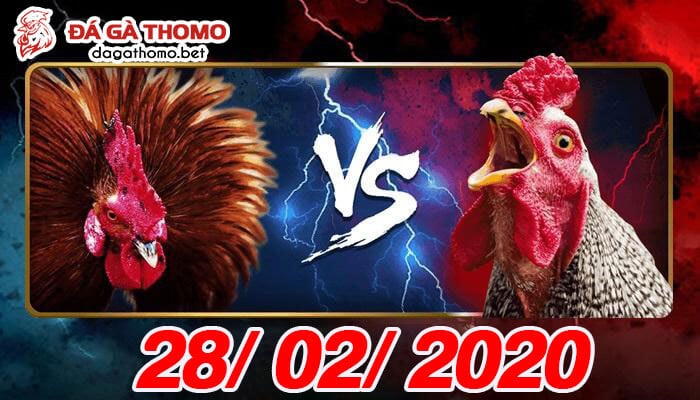 Live đá gà Thomo - Campuchia thứ 6 ngày 28/02/2020