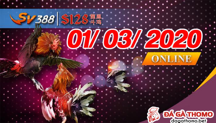 Video đá gà cựa dao trực tiếp ngày 01/03/2020