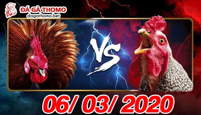 Xem đá gà Thomo trực tiếp thứ 6 ngày 06/03/2020