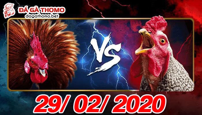 Xem đá gà cựa sắt trực tiếp ngày 29/02/2020