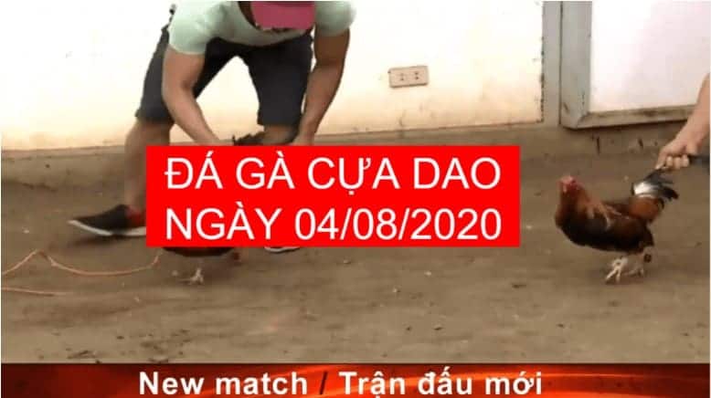 da ga cua dao moi nhat 04-08-2020