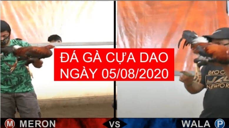 da ga cua dao ngay 05-08-2020