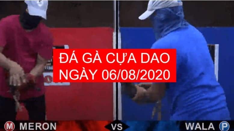 da ga cua dao moi nhat 06-08-2020