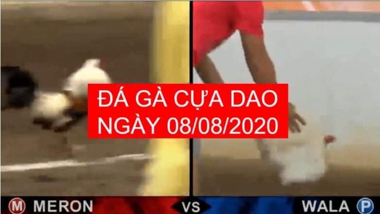 da ga cua dao ngay 08-08-2020