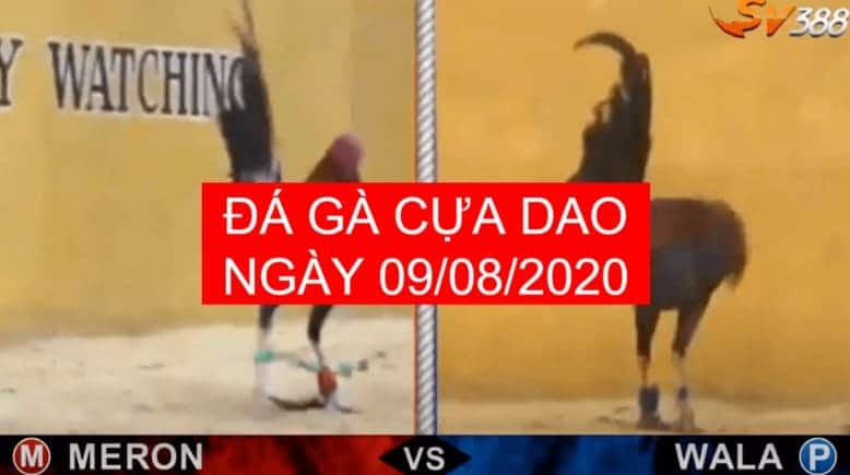 da ga cua dao ngay 9-08-2020